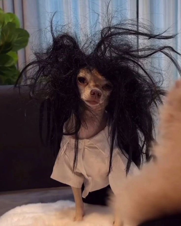 Tải ngay avatar hài hình avatar vô tri