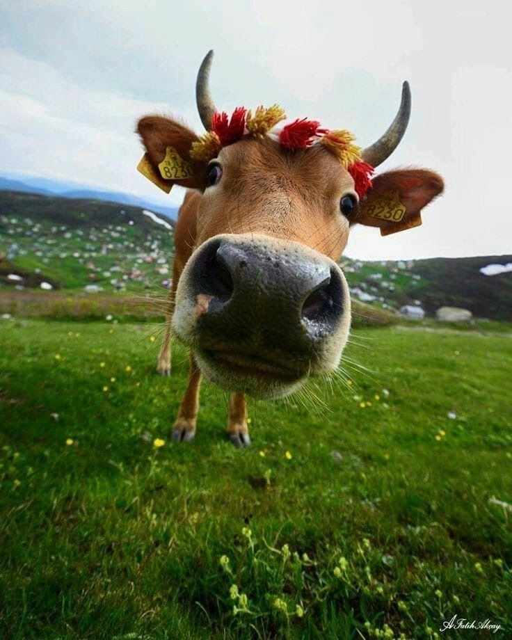 Tổng hợp hình buồn hài hước mới