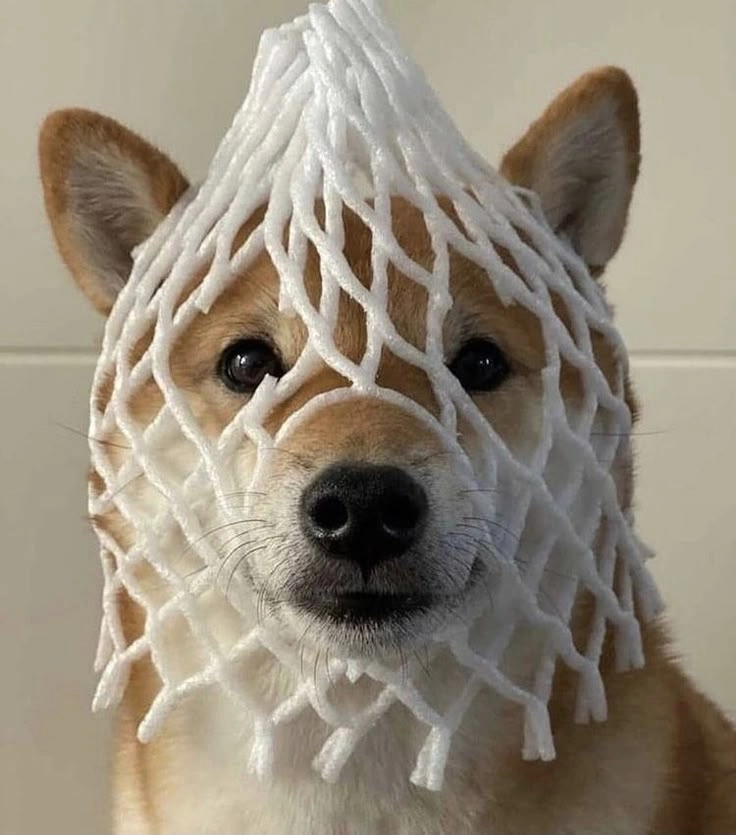 Chọn ngay hình bựa cute cực đáng yêu