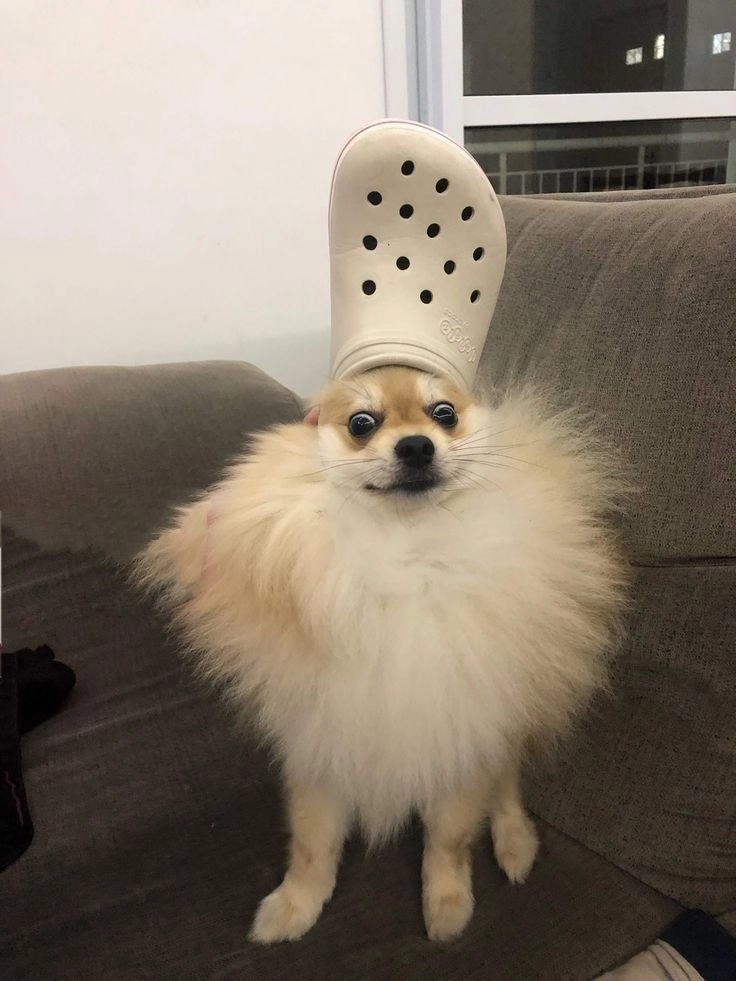 Tổng hợp hình châm biếm vui nhộn hay