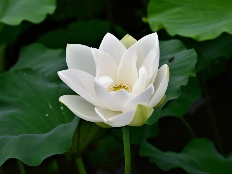 Tải ngay hình ảnh hoa sen trắng nền đen độc đáo