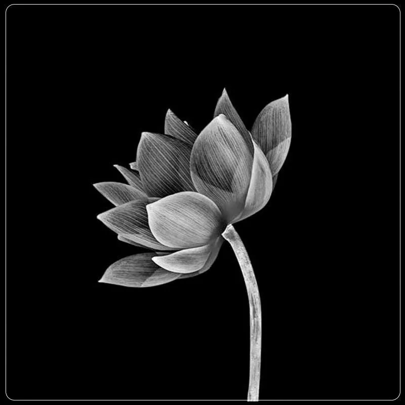 Đổi mới với hình nền đen hoa sen trắng