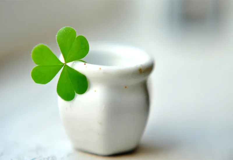 Cài hình nền điện thoại cỏ 4 lá hợp mệnh