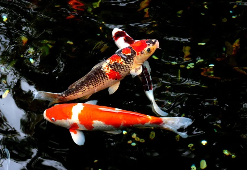 Khám phá hình nền cỏ bốn lá cute độc đáo