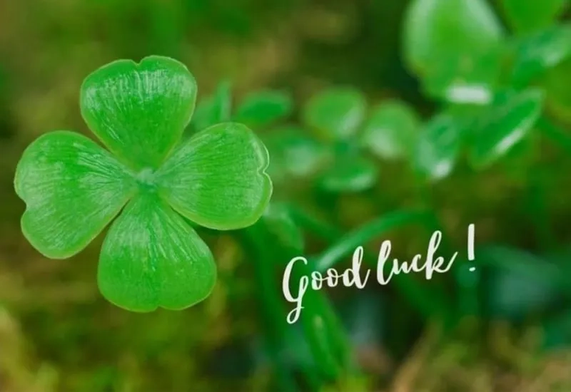 Sở hữu avatar cỏ 4 la cute cực đẹp