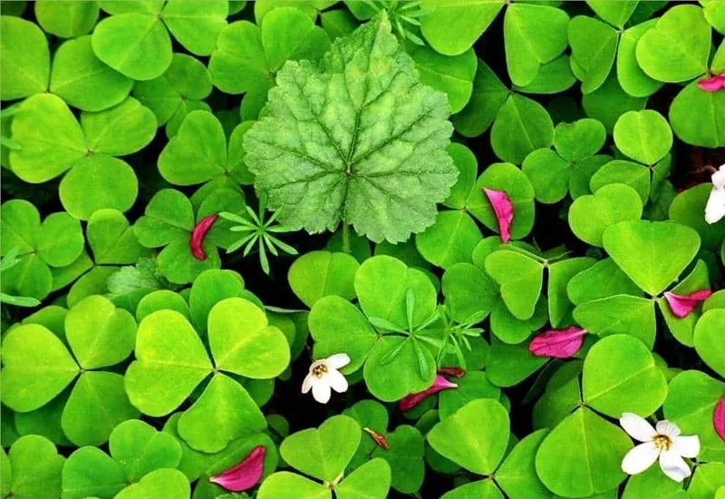 Tải ngay hình nền cute may mắn hợp phong thủy