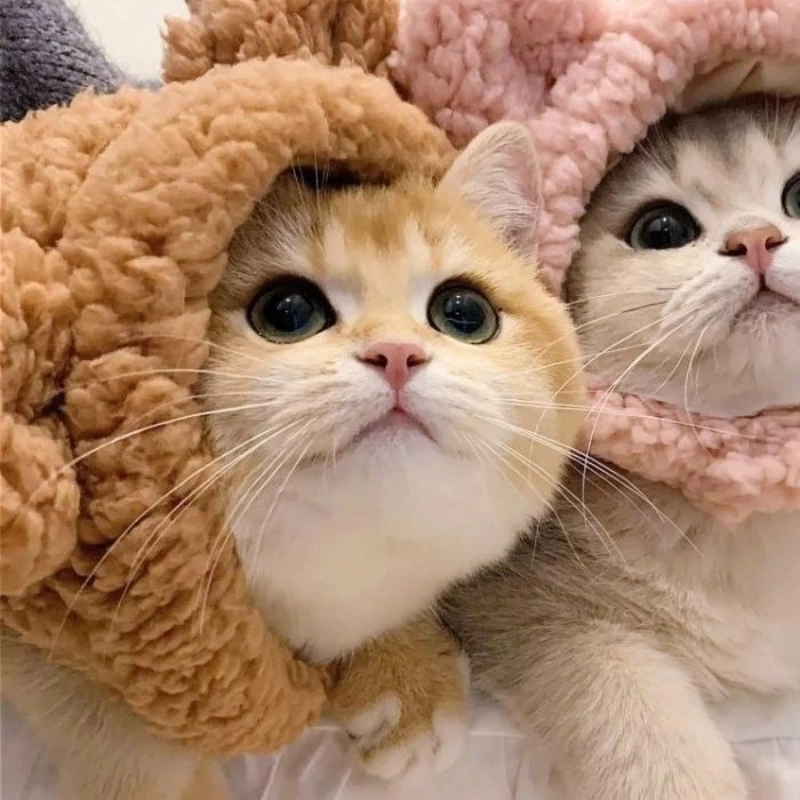  Tải ngay bộ ảnh avatar meme cực chất cho mạng xã hội 