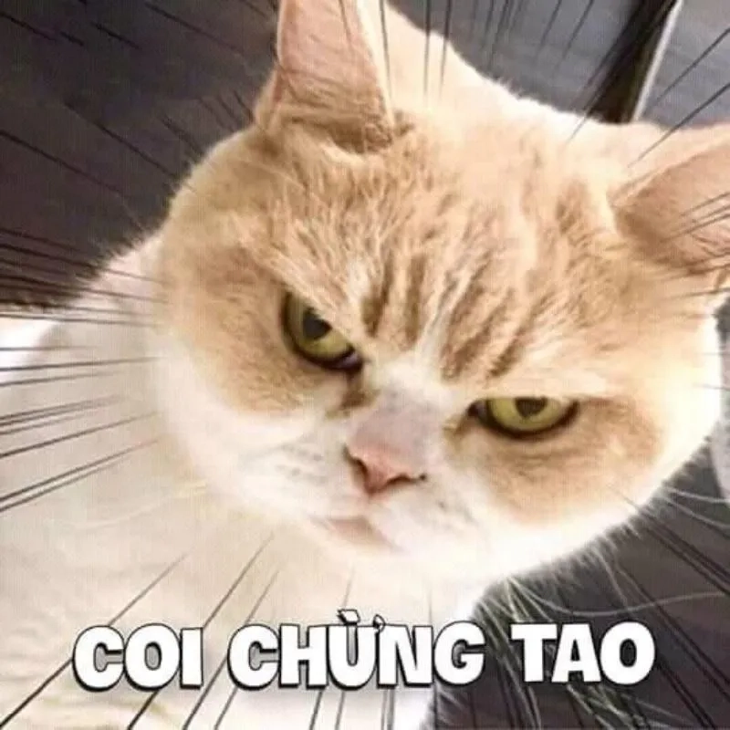 Tải ngay ảnh hài meme vui nhộn miễn phí