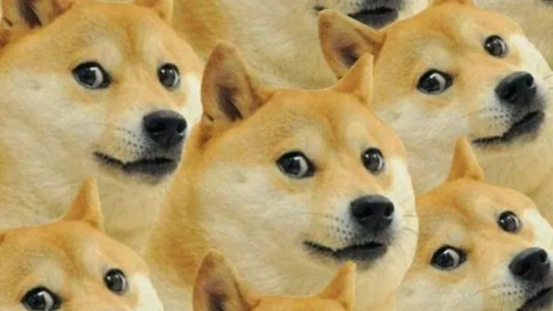 Chọn avatar meme hài mèo siêu bá đạo