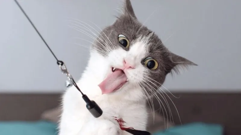 Xem meme avatar ảnh mèo cute siêu đáng yêu