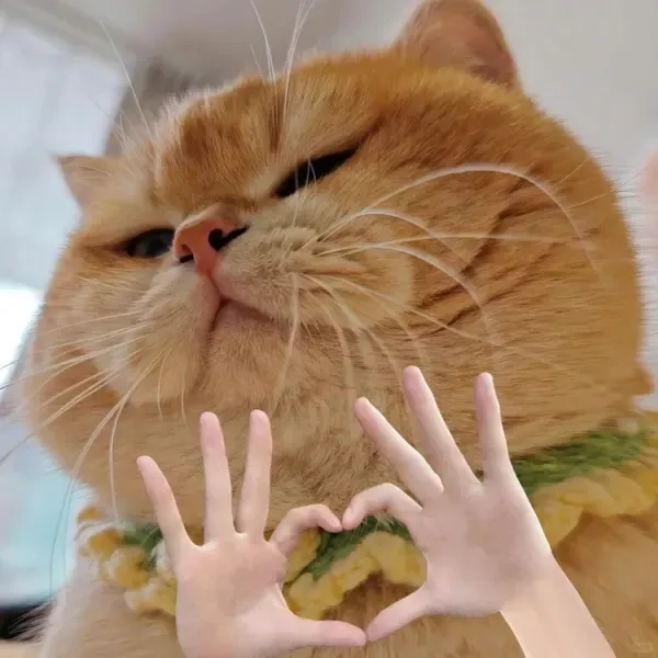 Khám phá ảnh avatar meme mèo bá đạo