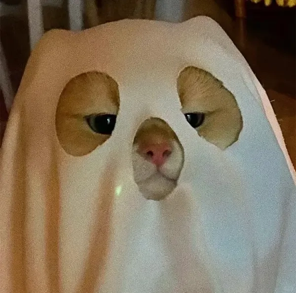 Sưu tầm troll ảnh meme cute cực bá đạo