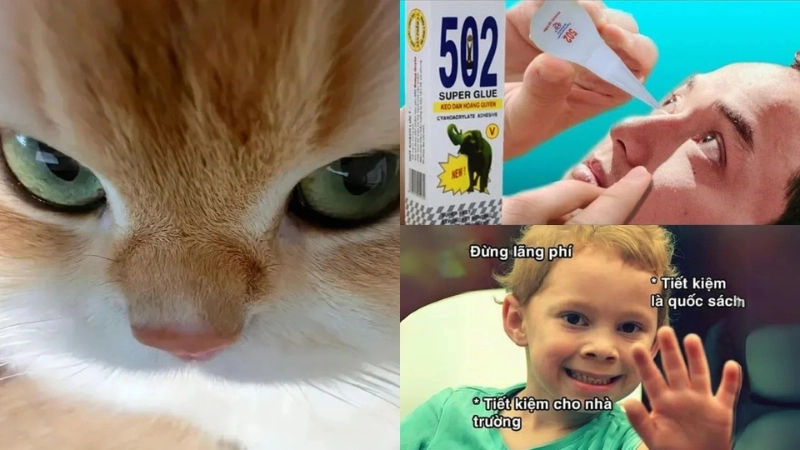  Bộ sưu tập ảnh avatar meme độc lạ gây sốt mạng xã hội 