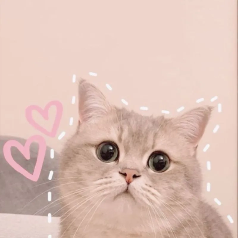 Tải ngay avatar mèo chibi cute cực dễ thương