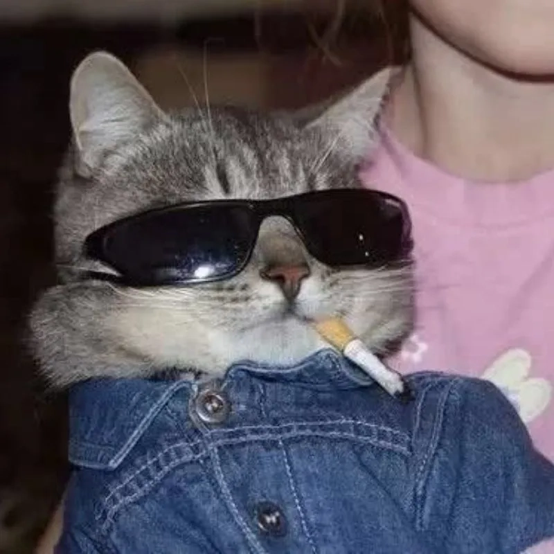 Gợi ý meo chibi meo chibi avatar ảnh mèo cute