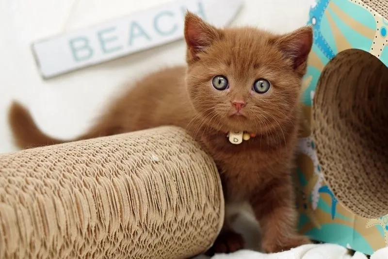 Tải ngay avatar con mèo đôi siêu dễ thương