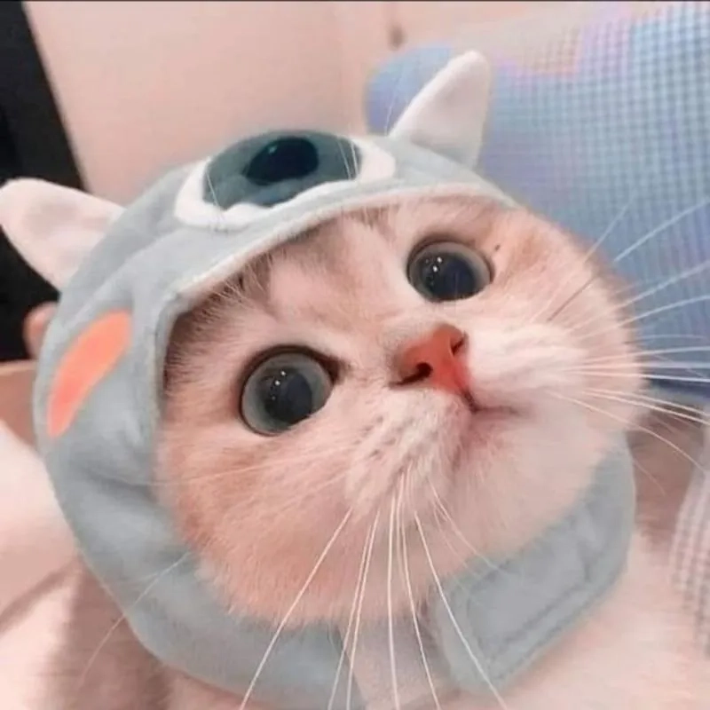 Xem ngay avatar cute mèo cực yêu