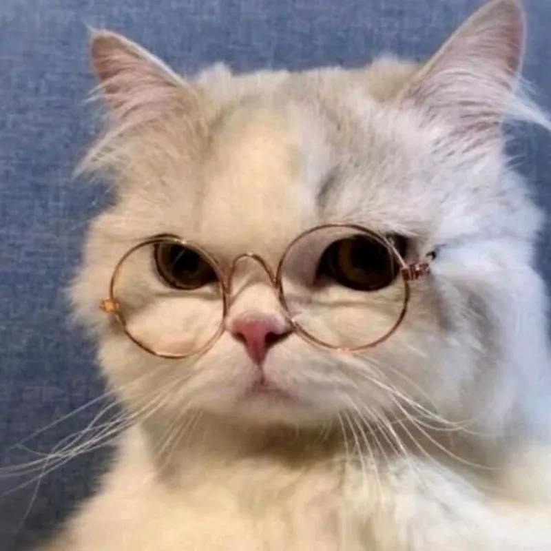 Chọn ngay avt cute mèo dễ thương