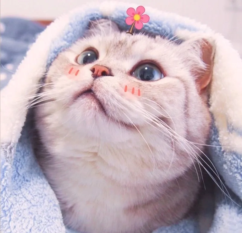 Xem ngay hình avatar cute mèo siêu yêu