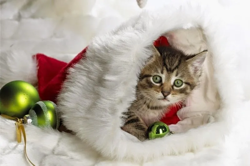 Tải ảnh avatar con mèo hot trend