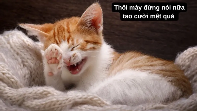 Khám phá meme hài nhất khiến bạn cười ngất