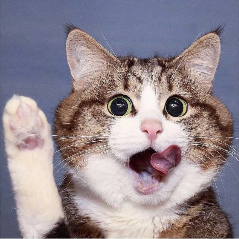 Tải về avatar vô tri cute mèo siêu đáng yêu