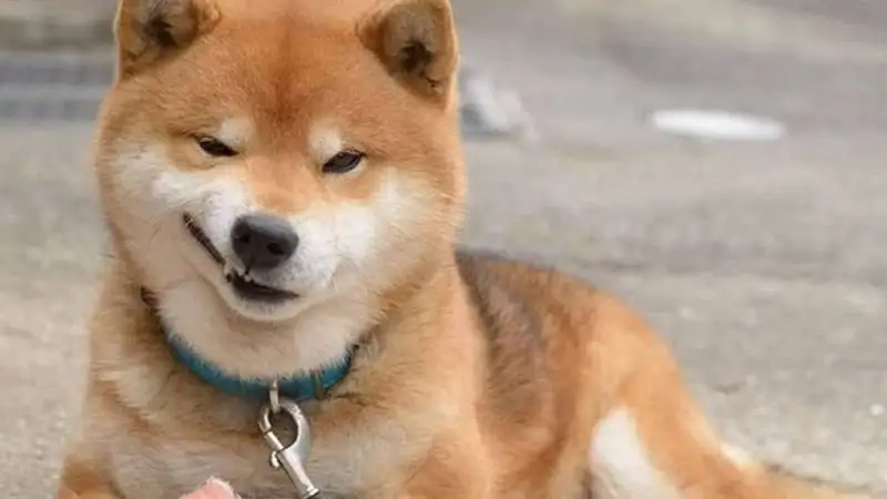 Chó Shiba siêu hot với trend dog cheems meme