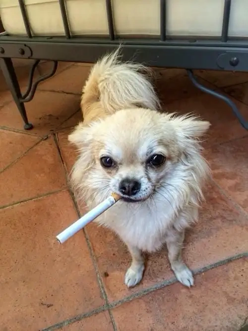 Cười té ghế với loạt chihuahua memes siêu bựa siêu hài