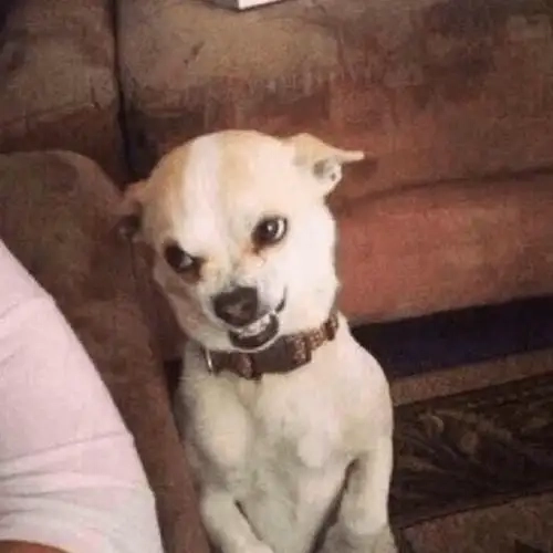 Cộng đồng mạng phát sốt vì chiwawa meme cực chất