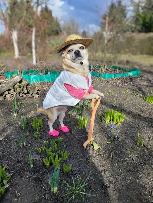 Không thể bỏ qua bộ meme chihuahua siêu hot