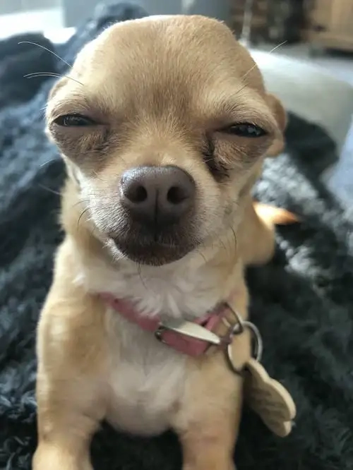 Loạt meme chó chihuahua cực dị khiến bạn cười mệt nghỉ