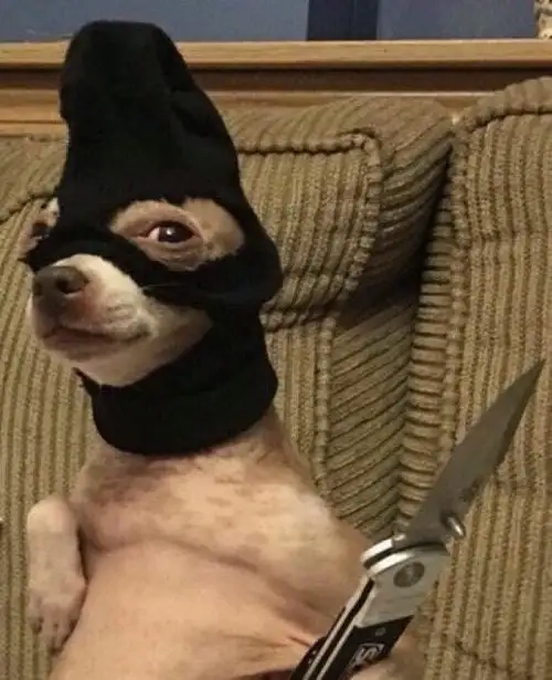 Combo biểu cảm từ chó chihuahua meme đang viral