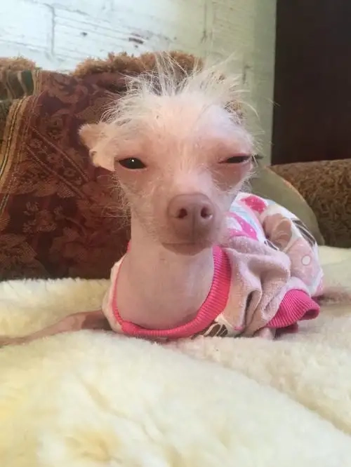 Nét cáu gắt huyền thoại từ angry chihuahua meme