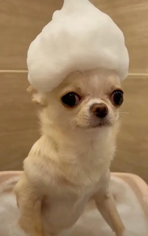 Cực kỳ hài hước với dog meme chihuahua chuẩn chất