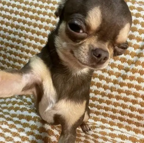 Tạm biệt buồn chán với adios chihuahua meme