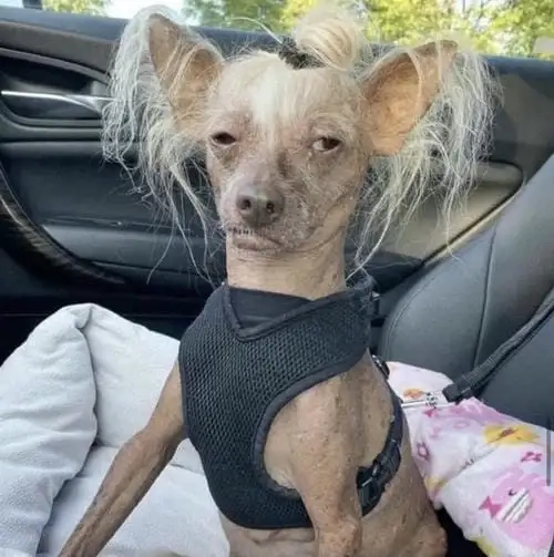 Siêu cay cú trong angry chihuahua meme gif