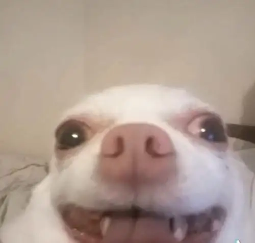 Vừa giận vừa yêu với angry happy chihuahua meme