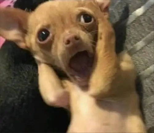 Biểu cảm khó chịu cực dễ thương từ annoyed chihuahua meme