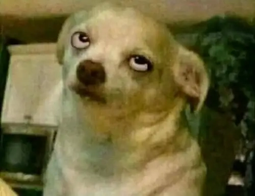 Tình huống khó xử trong awkward chihuahua meme