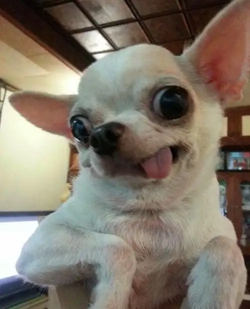 Lạ lùng khó tả với bald chihuahua meme