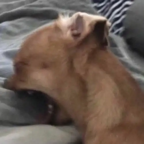 Phản công mạnh mẽ cùng biting chihuahua meme