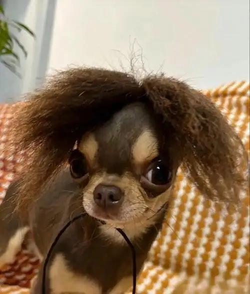 Đáng yêu vô đối với brown chihuahua meme