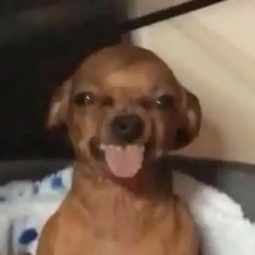 Thực tại méo mó với chihuahua alien meme