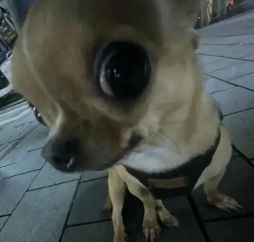 Biểu cảm bất tận từ chihuahua chihuahua hot trend