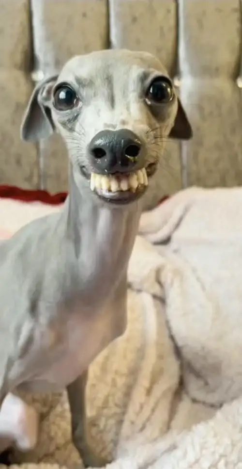 Dự tiệc cùng chihuahua dressed up meme cực hài