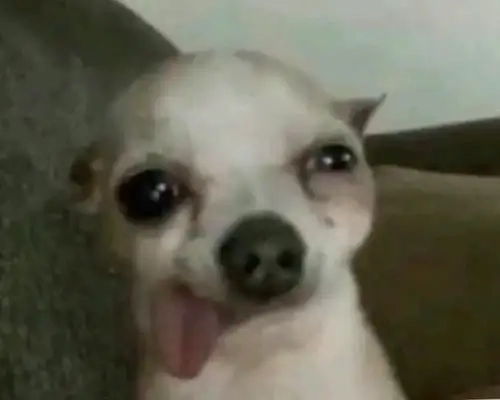 Gây bão mạng với chihuahua eyelashes meme cực dị
