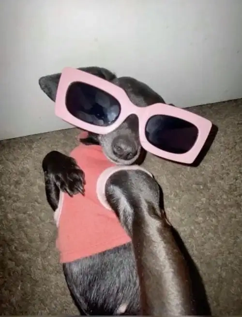 Thời trang lên ngôi cùng chihuahua in dress meme