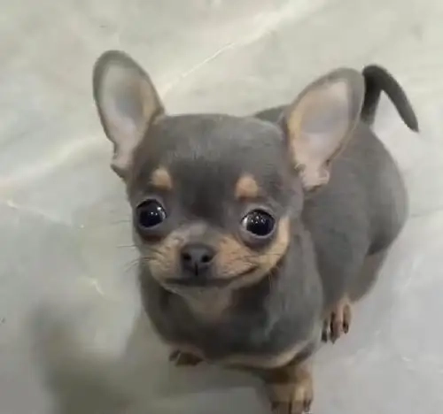 Ấm áp ngầu lòi với chihuahua in hoodie meme