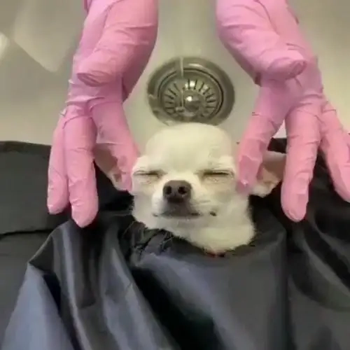 Tình cảm dạt dào từ chihuahua kiss meme