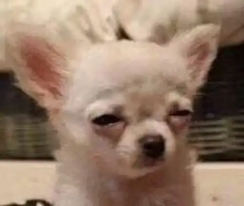 Hành động siêu đáng yêu trong chihuahua lick meme